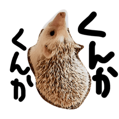 我が家のハリネズミ、にぼしさん