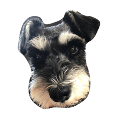 ミニチュアシュナウザー  の チェリー