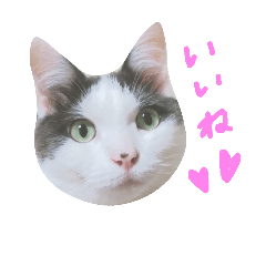 ハチワレちゃみさん