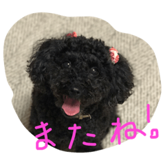 黒トイプーさくら