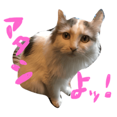 ツンデレ猫ラブリのおへんじ