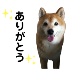 柴犬スタンプこまち