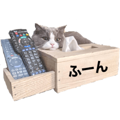 短足みぃちゃん