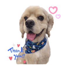 アメコカのイブちゃん♡