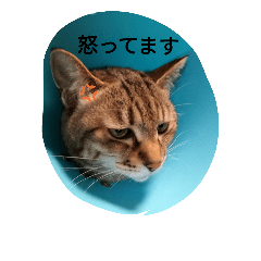 マロンの時々使えるスタンプ