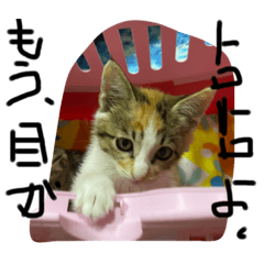 仔猫ちゃん，おやすみ時間だよ。3