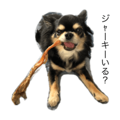 愛しのチョコくん