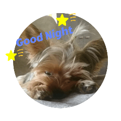 ヨーキー ラフラの夜