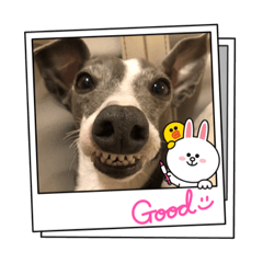 イタグレるーちゃん