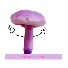 きのこですから