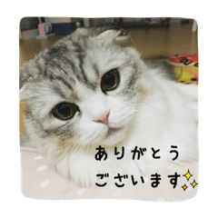 猫のキラちゃん