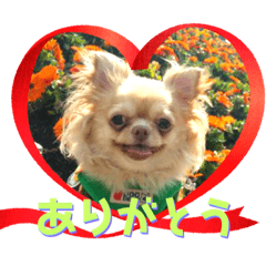 チワワきなかる