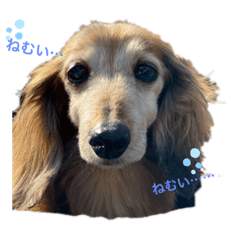 いつでもダックスと一緒