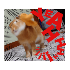 うさぎのくるみくんスタンプ(バージョン2.5