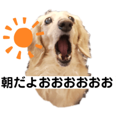 足短い犬ニイナ