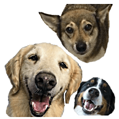 ペット里親会 ノエル広報部長と仲間たち