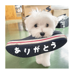 マルチーズのもっち