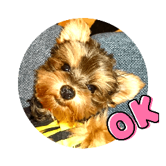 ヨーキーのミュウ2　デカ文字　普段使いに