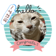 猫のう〜ちゃん