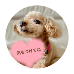 トイプードル　シエル＆アールの日常