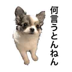 喋るおちち。feat.クーちゃんwizローラ