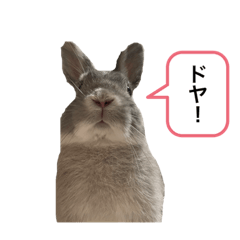 いつも一緒小動物