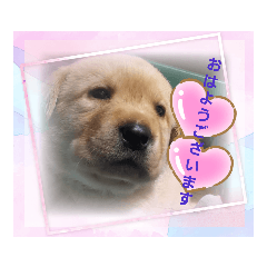 ラブラドール          シェリーハウス