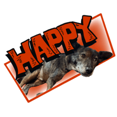 甲斐犬ぐりのグリンプ