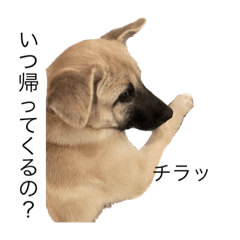 にしぐちふうちゃん