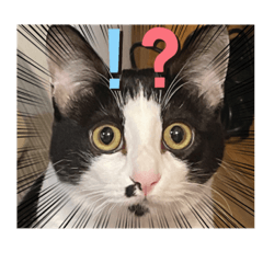 ハチワレ猫のハナのスタンプ