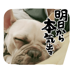 フレブル　mei5.