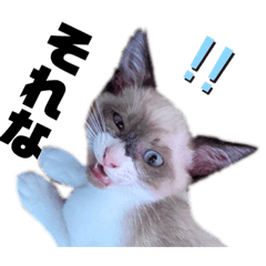 保護猫サロンねこマンマ3