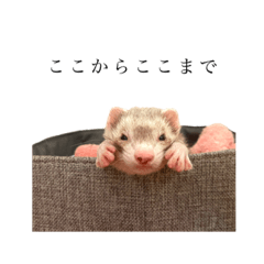 フェレット4姉妹⑤