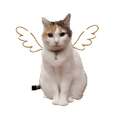 ねこねこ④うちの子