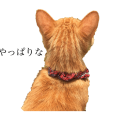 とらとおじさん