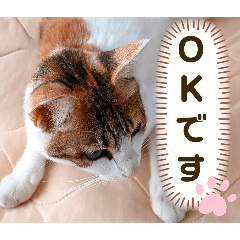 み〜ちゃんの日常会話と気持ちのスタンプ