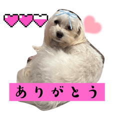 可愛いペットスタンプ⌯ꈍꈊꈍ⌯ಣ