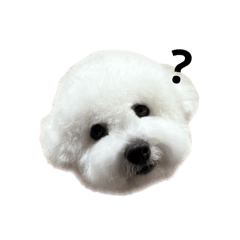 ビションフリーゼのおからっち