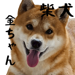 金ちゃんのほっこり日常スタンプ