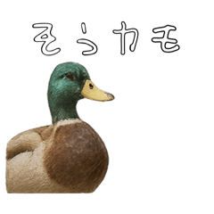 リアルなカルガモスタンプ