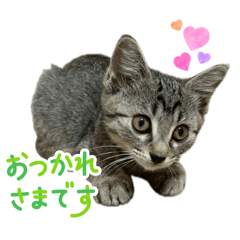 ふうた、そら、うみの日常