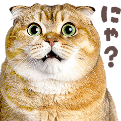 デブ猫の逆襲★猫語にゃんとも！リアル猫