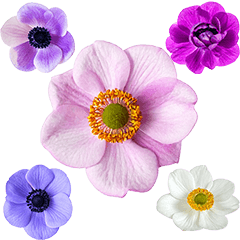 お花たち　実写