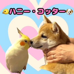 ハニー・コッター