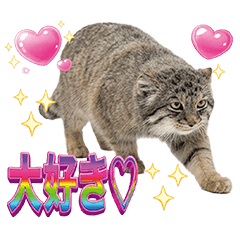 マヌルネコ　ずっと使えるギラギラ文字