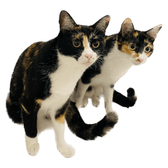 三毛猫デイリースタンプ