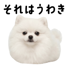 恋人が好きすぎて嫉妬する短足ポメ❤️