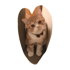 猫マロン☆無印☆大人編