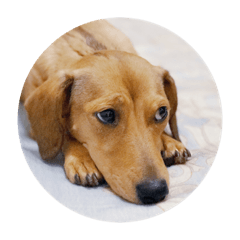 Jessie_20181103161516