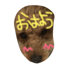 トイプーのご挨拶